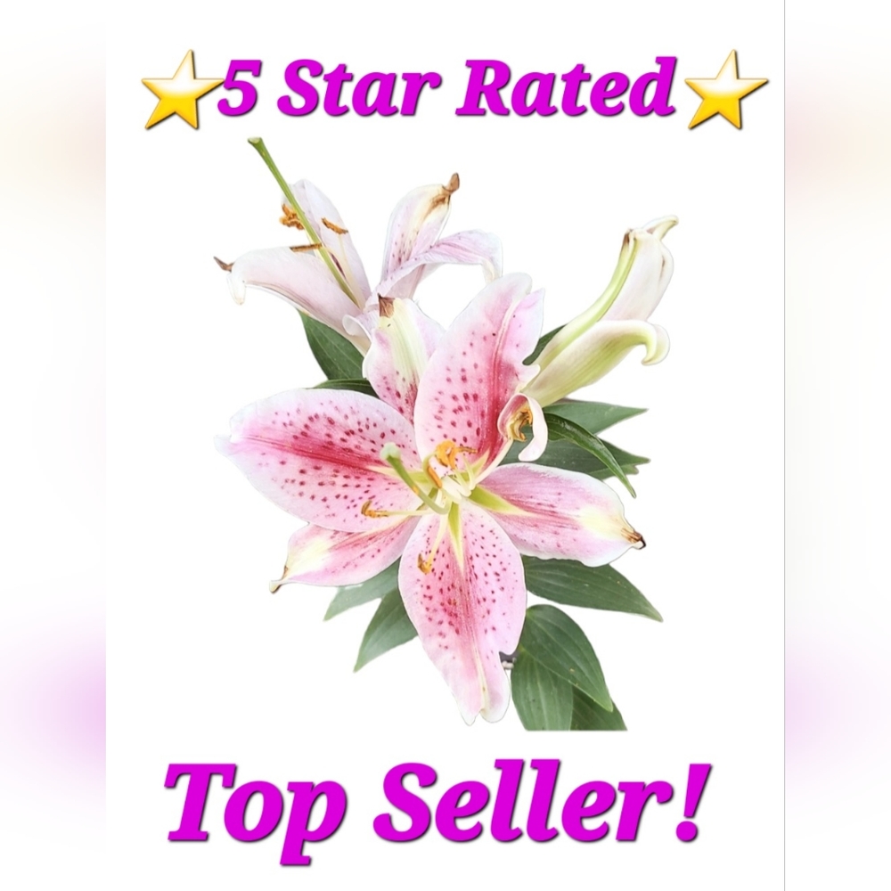 ⭐️5 STAR RATED TOP SELLER⭐️